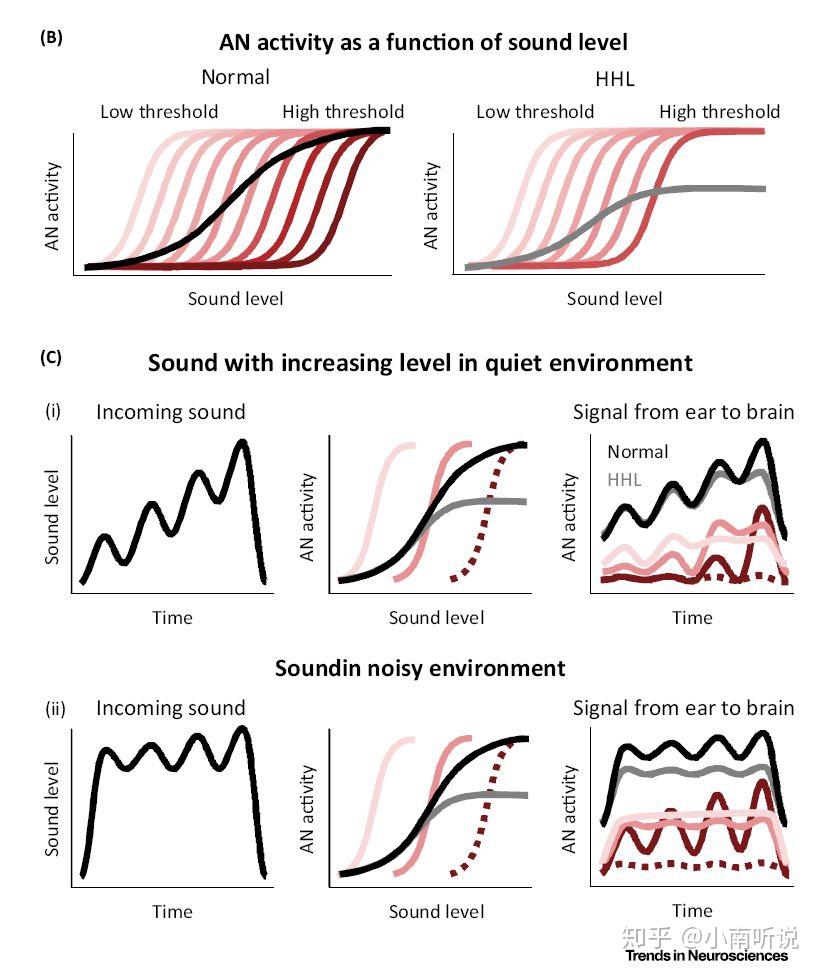 周轴突或内毛细胞突触端(the peripheral axon or the ihc synaptic