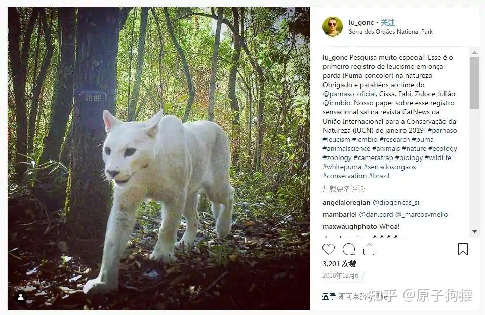 猫亚科的老大美洲狮,到底是什么样的? - 知乎