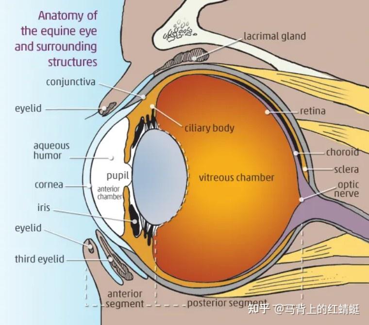 third eyelid脈絡膜 choroid鞏膜 sclera黑體 corpora nigra虹膜