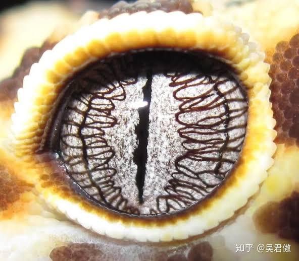 英国首相的自拍里,眼睛为什么变成竖瞳了?不会又是蜥蜴人阴谋论吧?