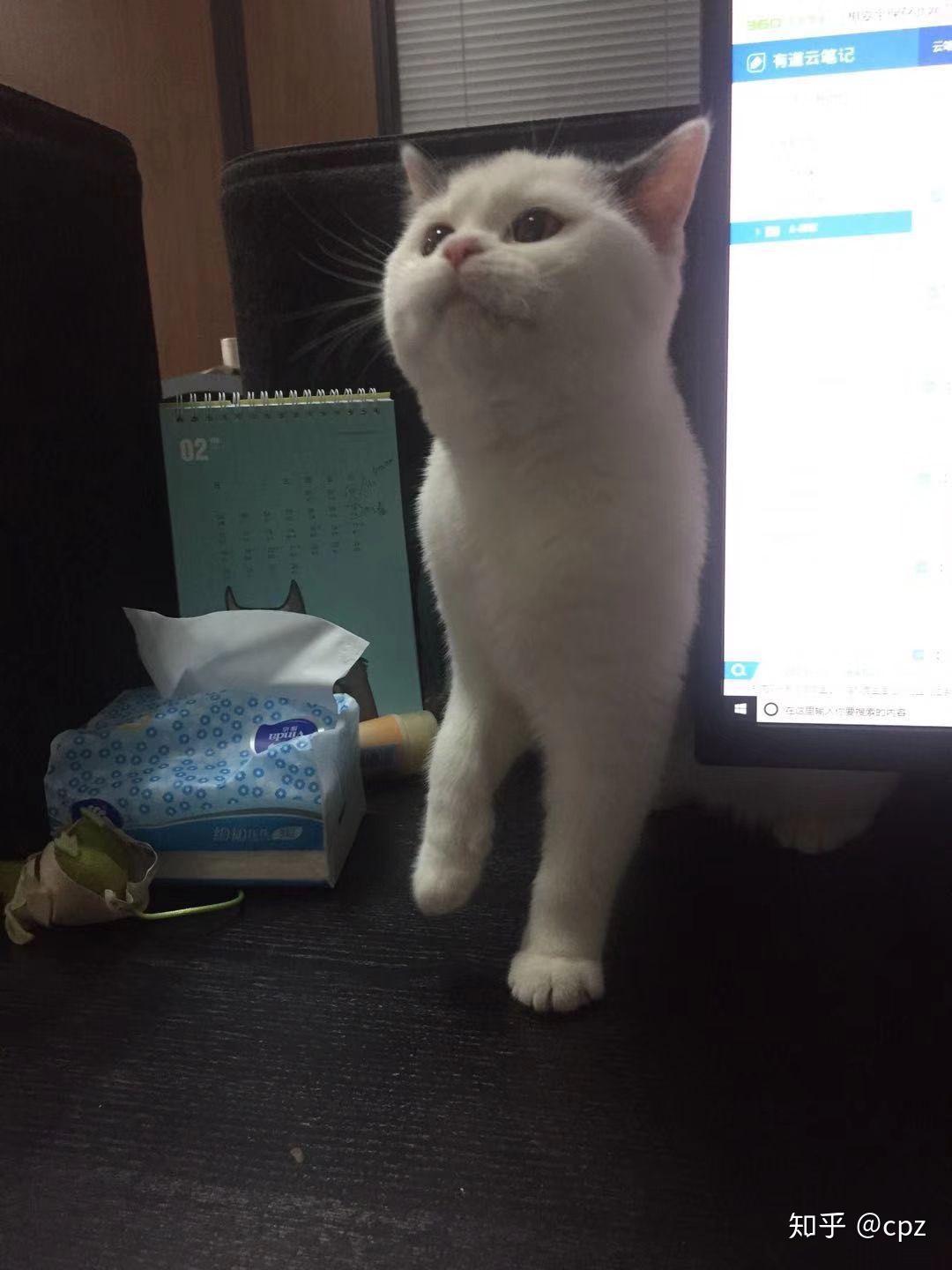在家怎样养猫 v2-07e770b9f209db774a0ae78e78c58d2f_r.jpg