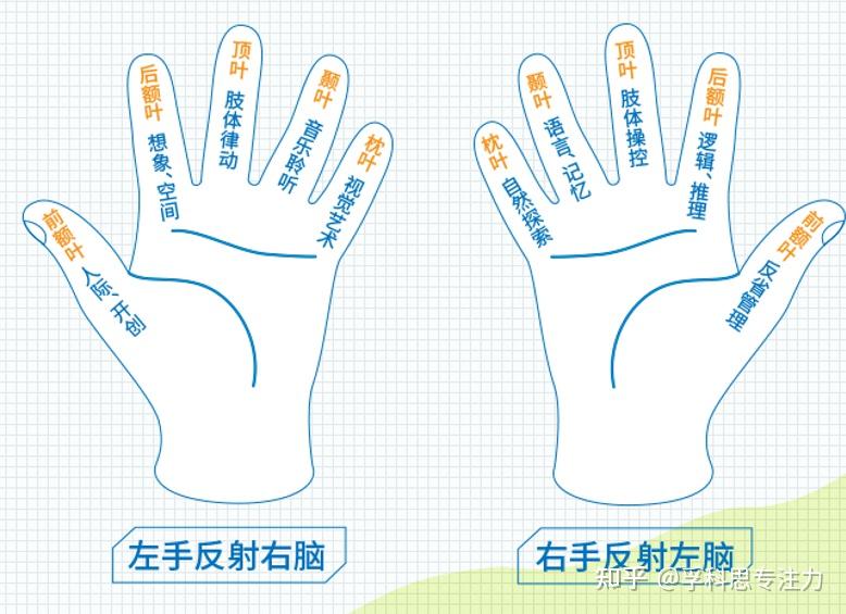 手指指纹,掌纹,脚纹等皮肤表面的纹理被研究人员统称为皮纹.