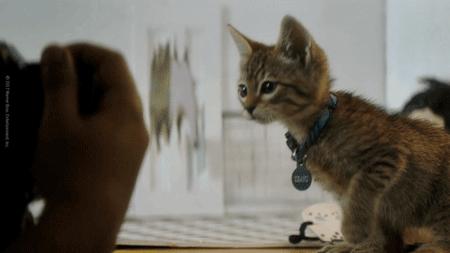 猫是精神鸦片吗 揭穿了喵星人的这些阴谋 你依然无法自拔 知乎