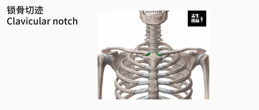 胸锁关节的构成图片