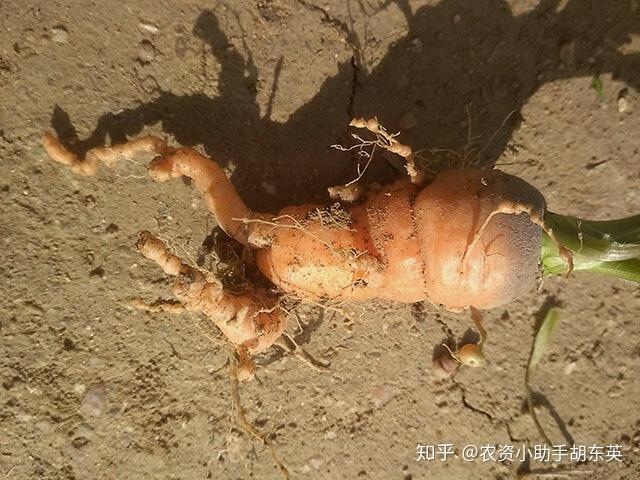 根结线虫主要危害胡萝卜地下的根部,地面上的症状会根据受害的程度