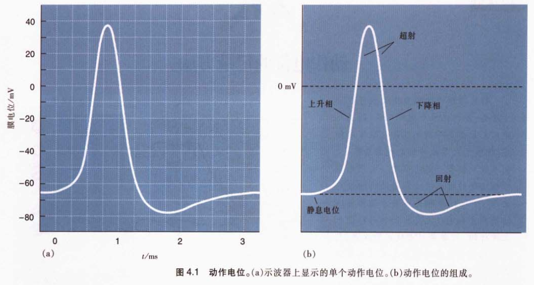 在神经元细胞中,每一种离子都有其自己的平衡电位.