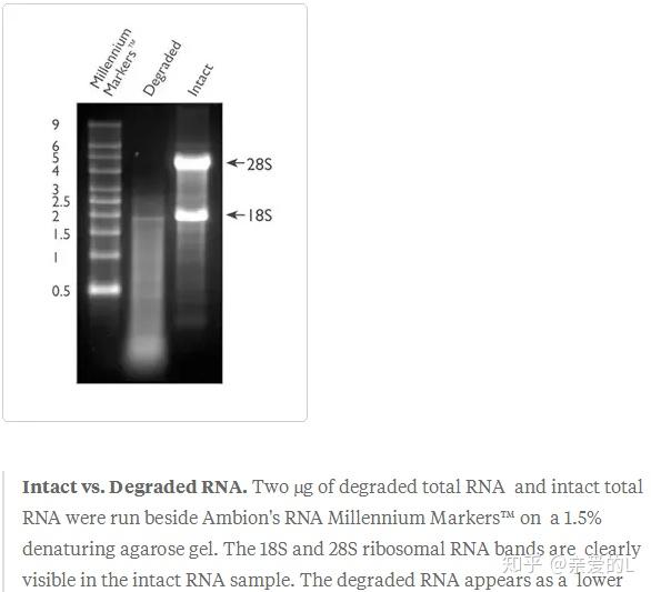 荧光定量PCR(SYBR Green)详细操作步骤 - 知乎