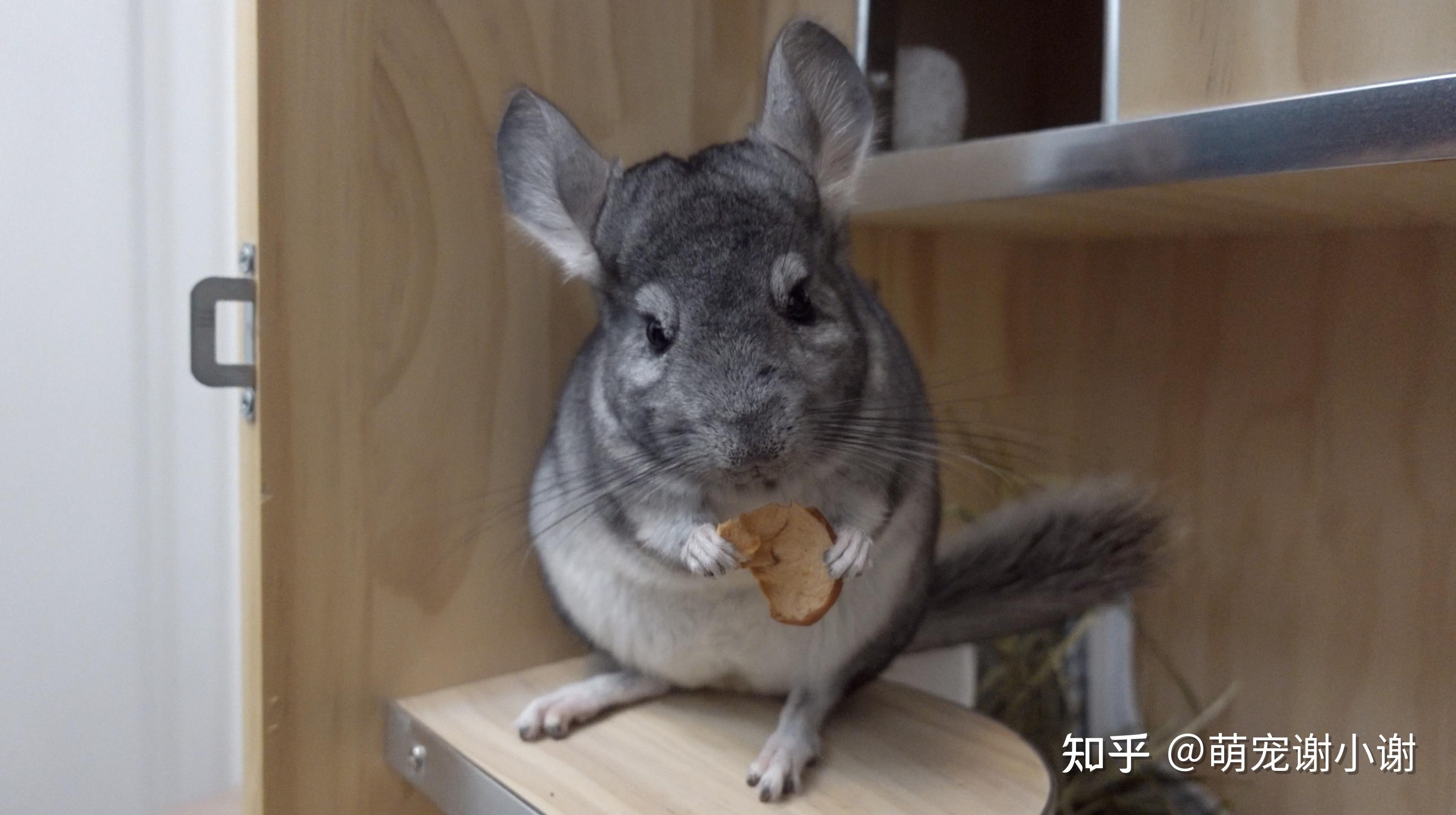 龙猫照片 真实图片