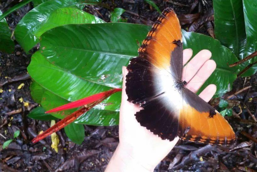 谁道夏虫不语冰太阳闪蝶