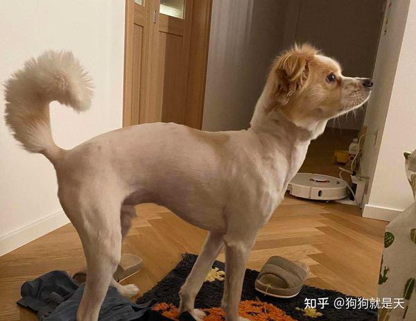 若狗狗有这几种表现 说明它很 痛苦 别忽视了 知乎