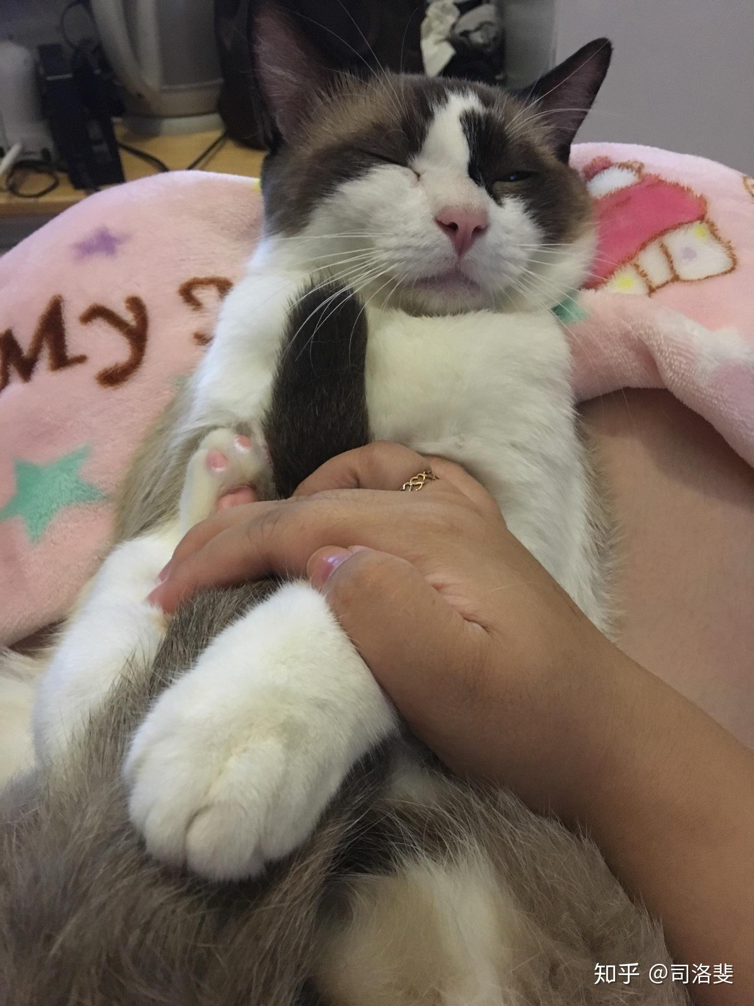 布偶猫发情的时候叫的厉害么 公猫母猫发情什