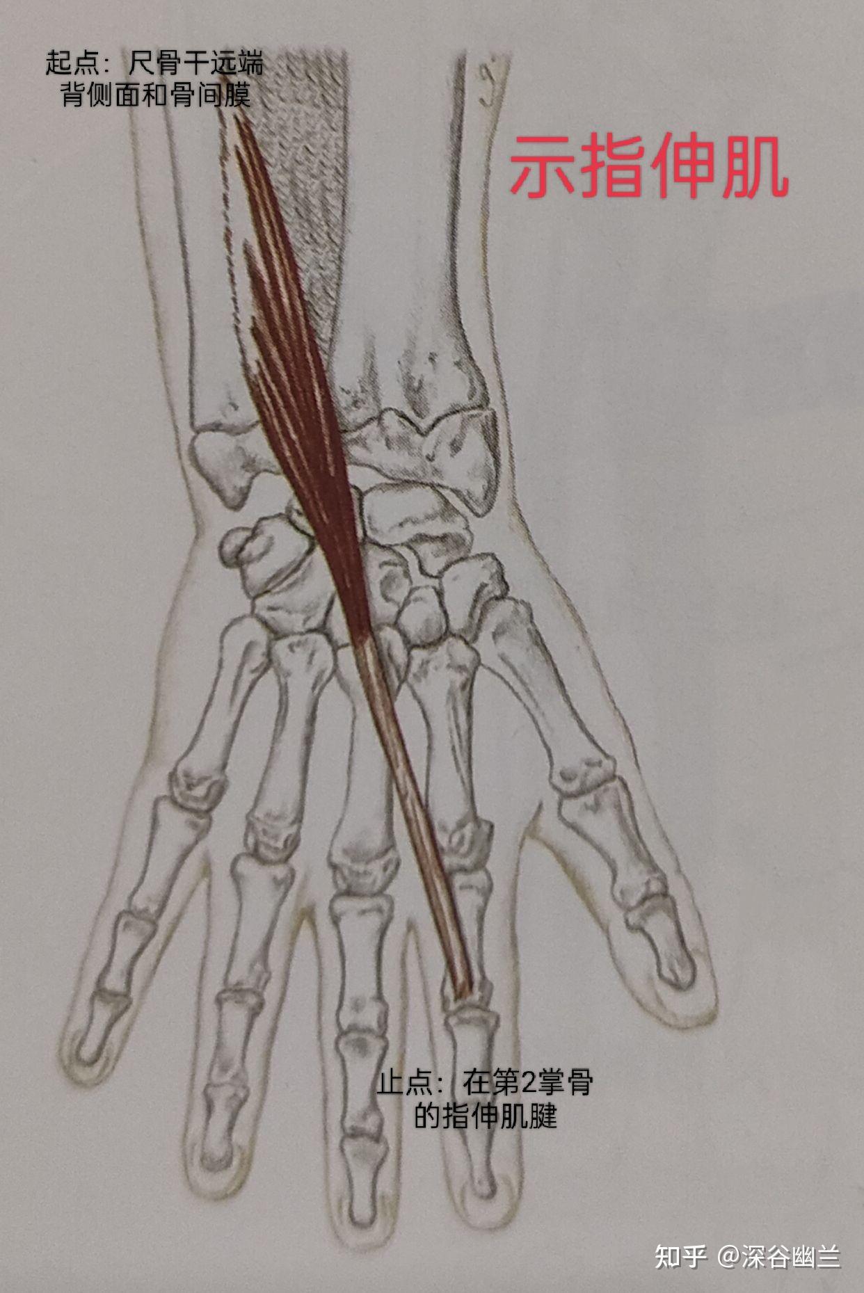 第007期：认识你的肌肉之上肢肌：前臂肌 _前臂旋前旋后的肌肉 - 然妈网