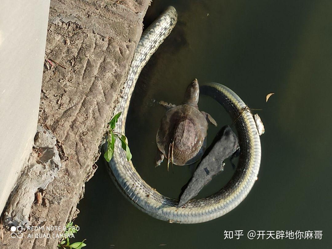 甲鱼和蛇有什么说法