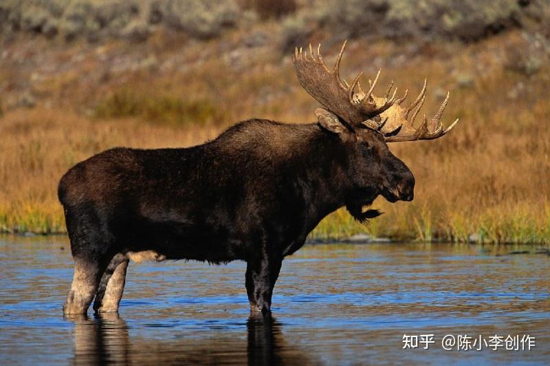 雄鹿通常單獨生活,雌鹿和小鹿集群而居,全天都在覓食飲水,食物種類有