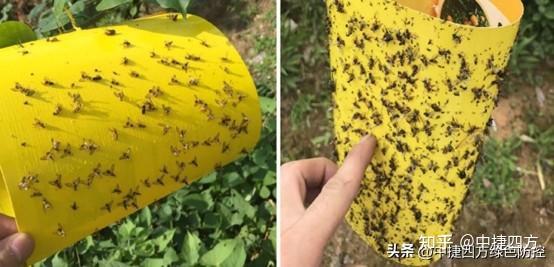 橘小实蝇的防治 - 知乎