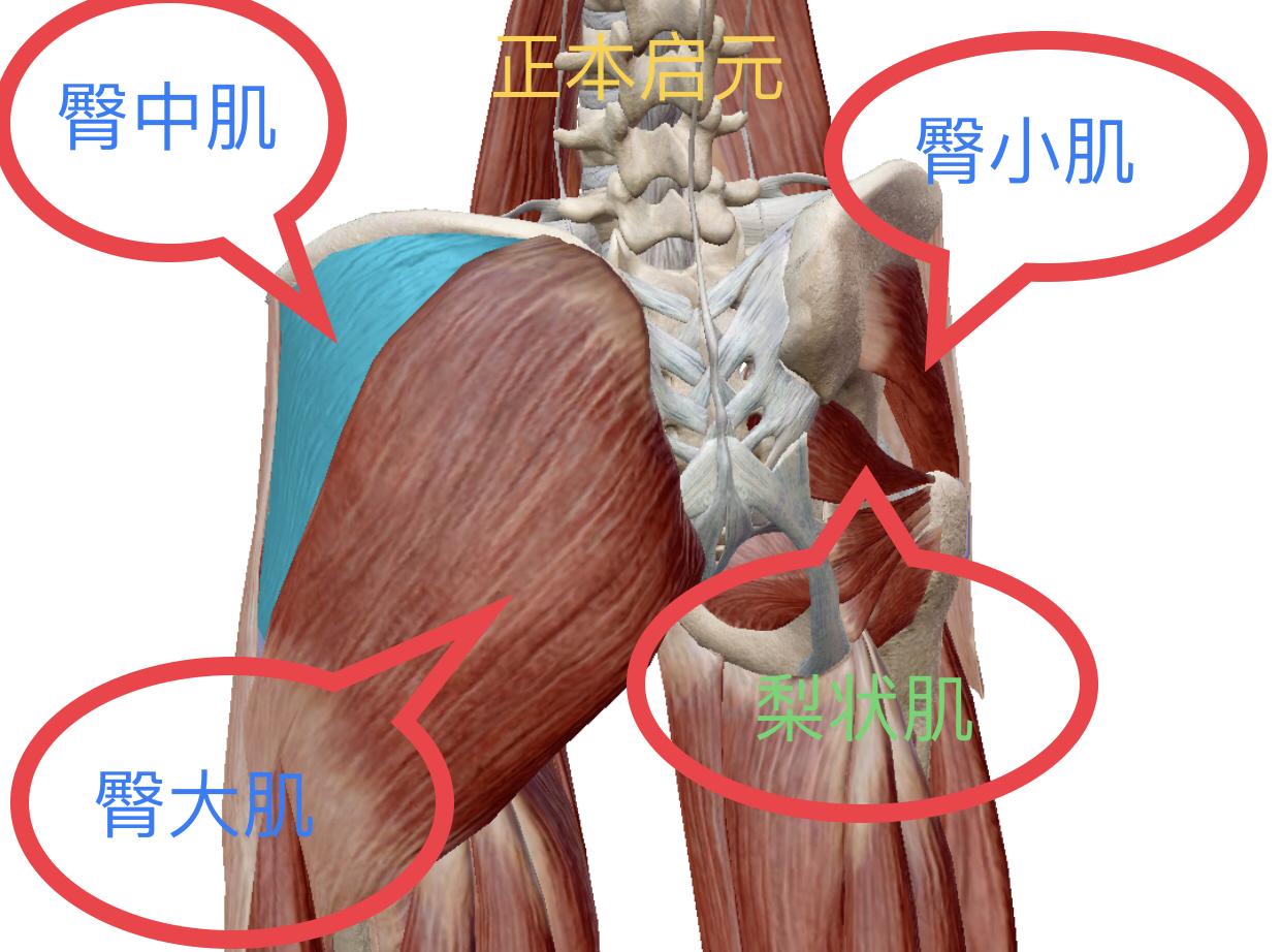 关节有屈髋,伸髋,外旋,内旋,内收,外展动作,可以在关节部位大范围运动