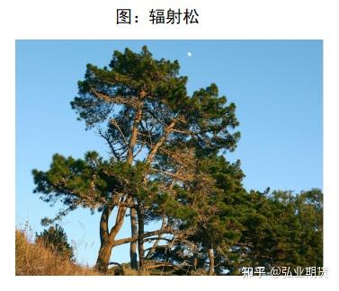 原木专题系列报告:辐射松 - 知乎