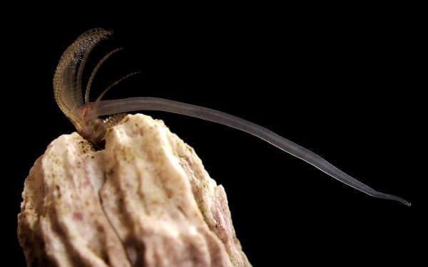 丁丁相对长度世界第一的藤壶σ弌弌弌弌弌弌弌弌弌弌弌弌弌弌弌弌弌