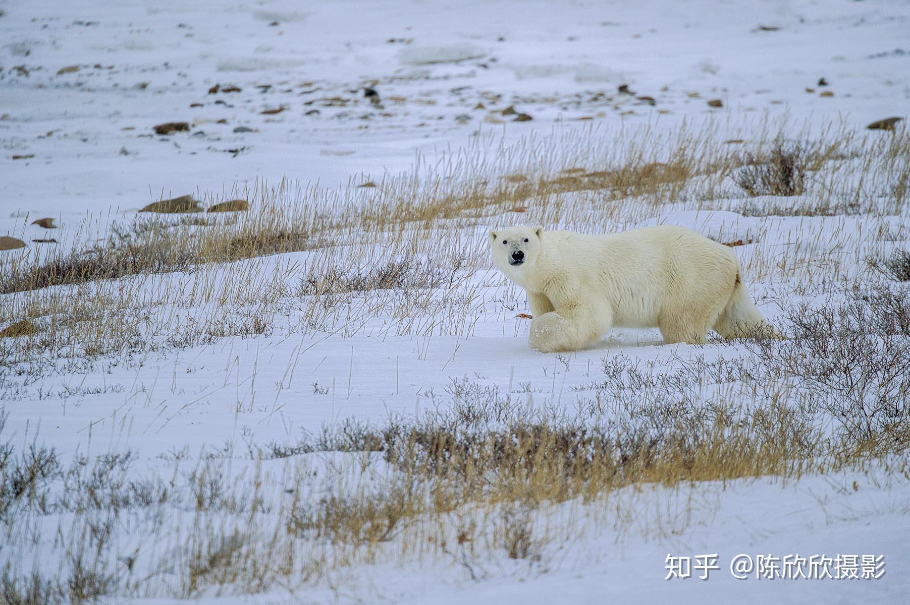 最大的陆地食肉动物北极熊