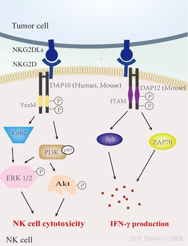 NKG2D-NKG2DL信号轴，肿瘤免疫治疗热门靶点 - 知乎