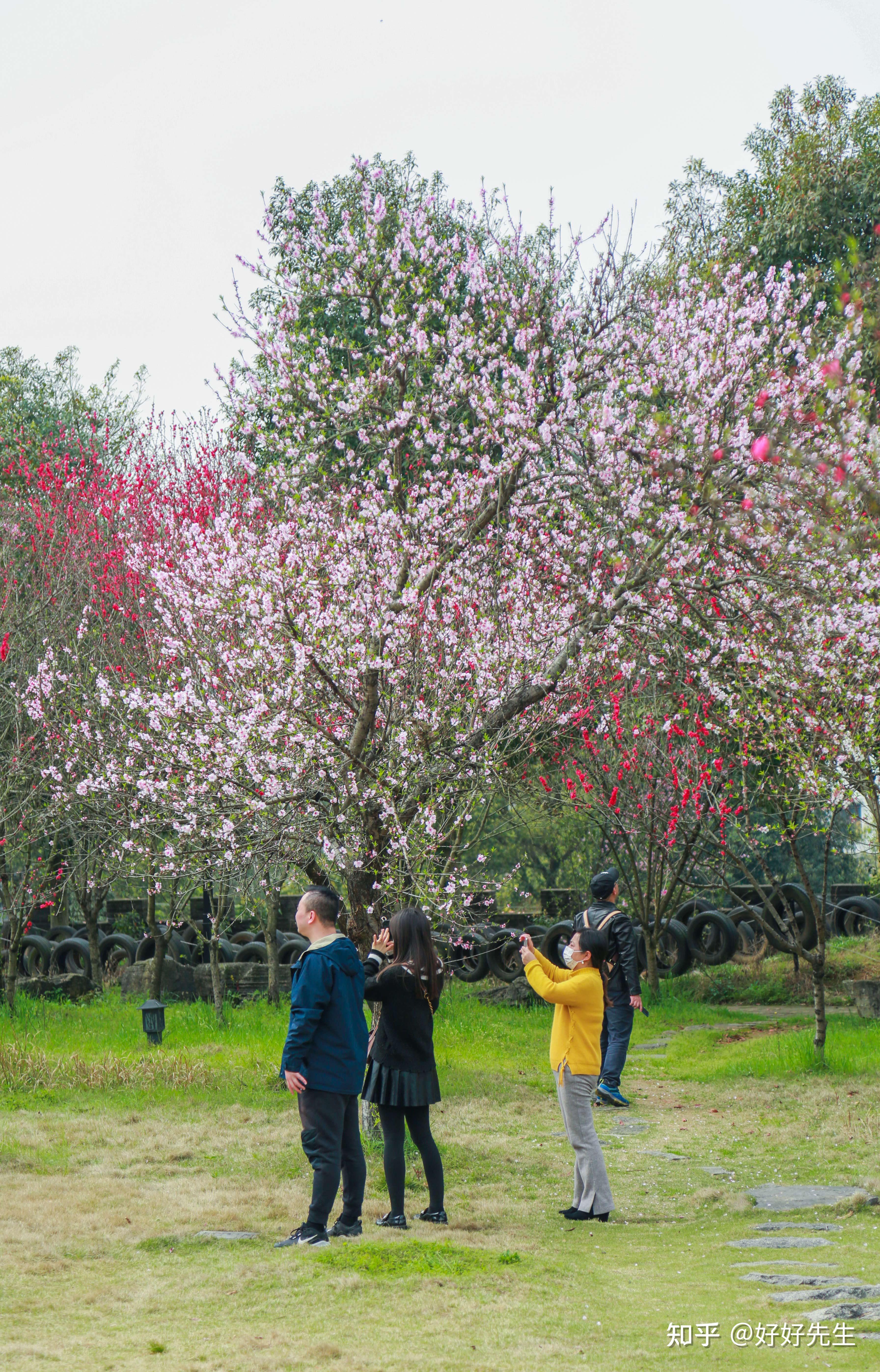 长沙天气终于放晴最佳踏春赏花时候来了