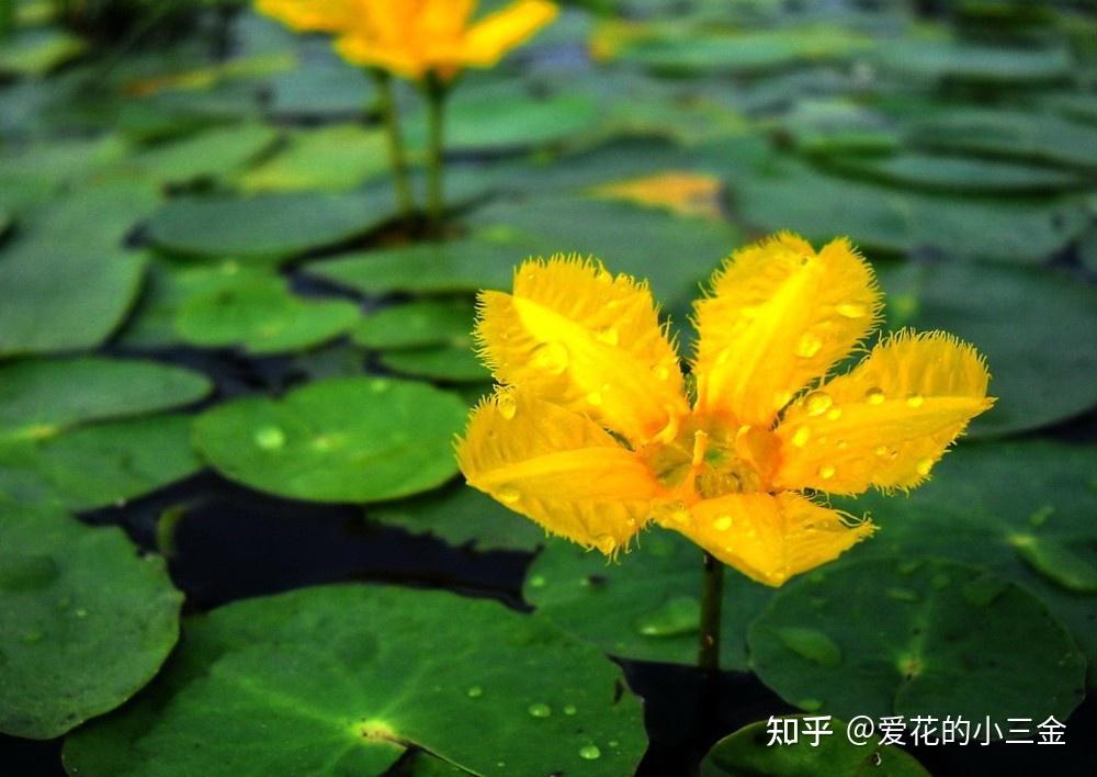 荇菜:诗经中最先出场的植物 - 知乎