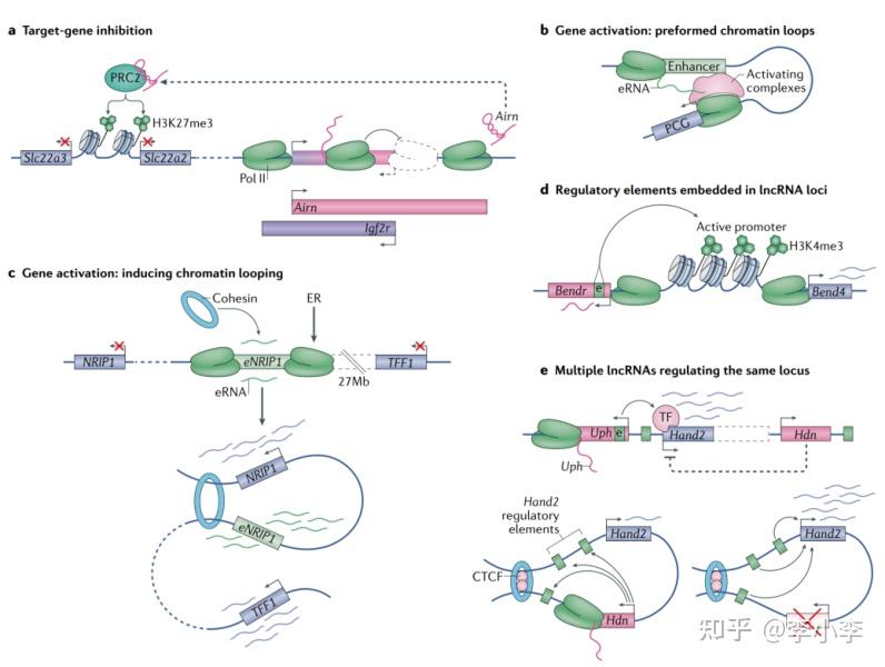 LncRNA研究必读综述--LncRNA与基因调控及其生物学功能 - 知乎