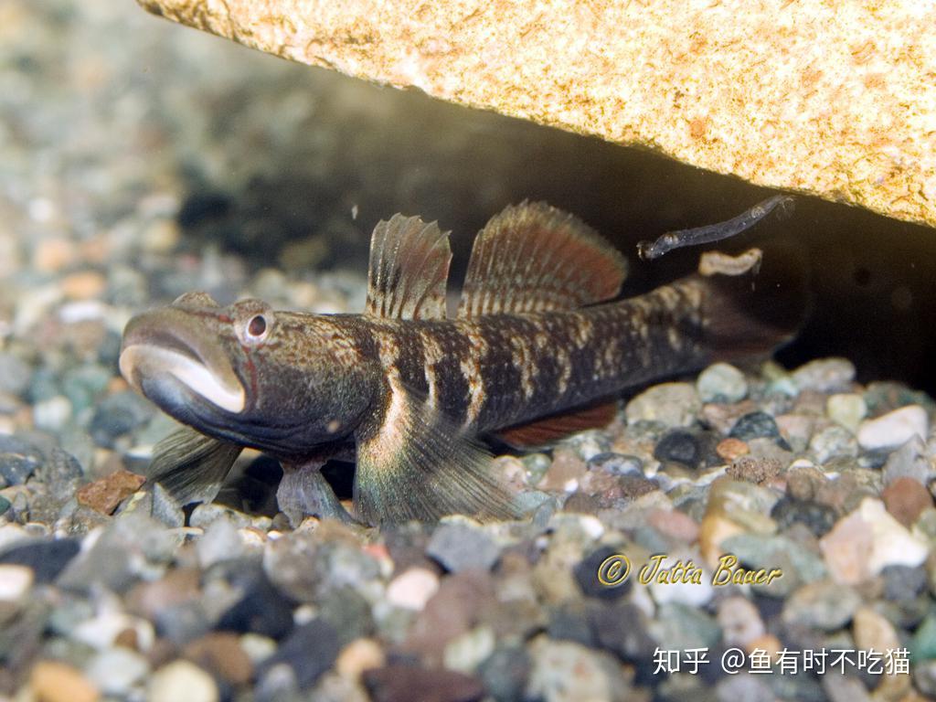 中國原生魚吻蝦虎魚圖鑑