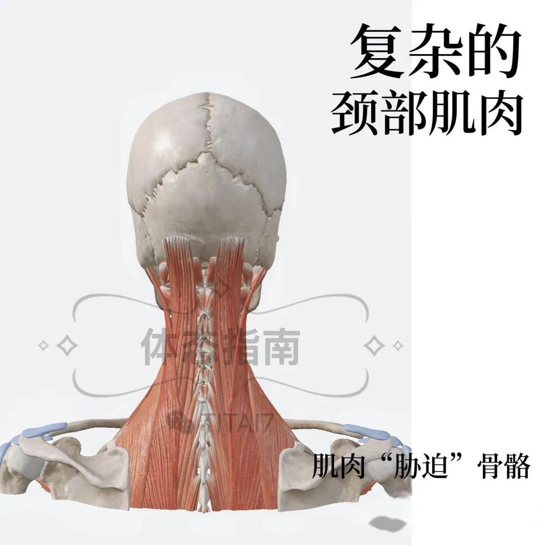 【头前伸】一篇文章告诉你关于探头的全部原因 - 知乎