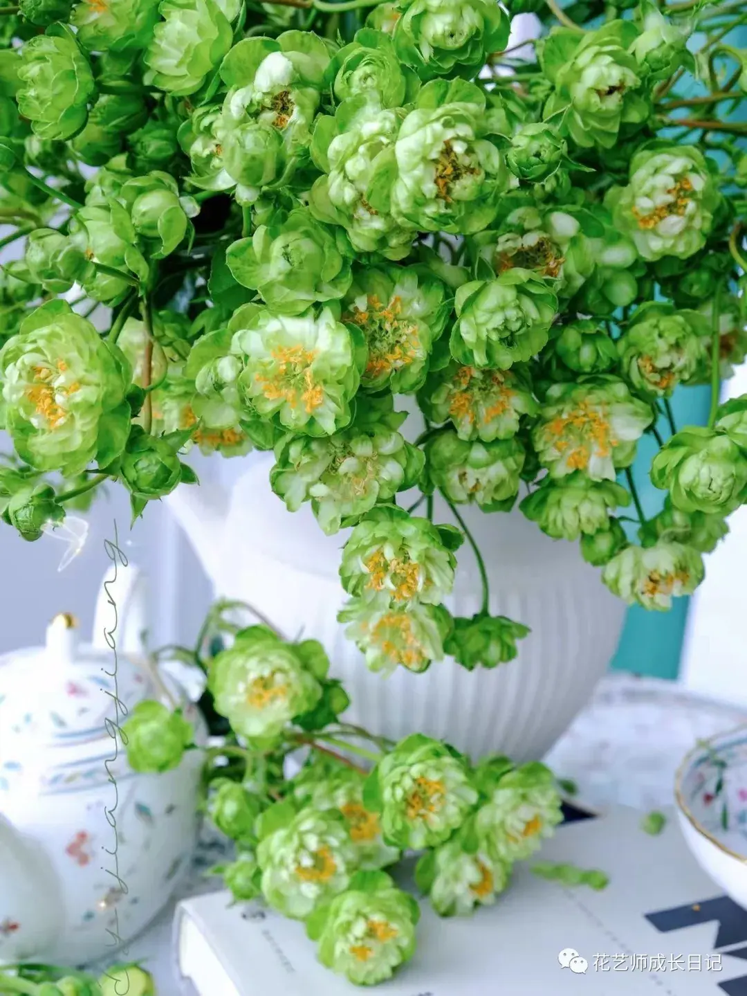 100朵玫瑰vol41绿闪电玫瑰一个个绿色小泡芙