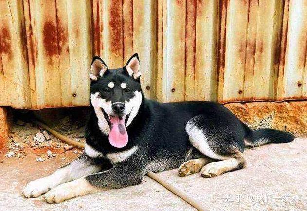 这才是中华田园犬！土狗三大品系划分，你儿时记忆是哪种？ - 知乎