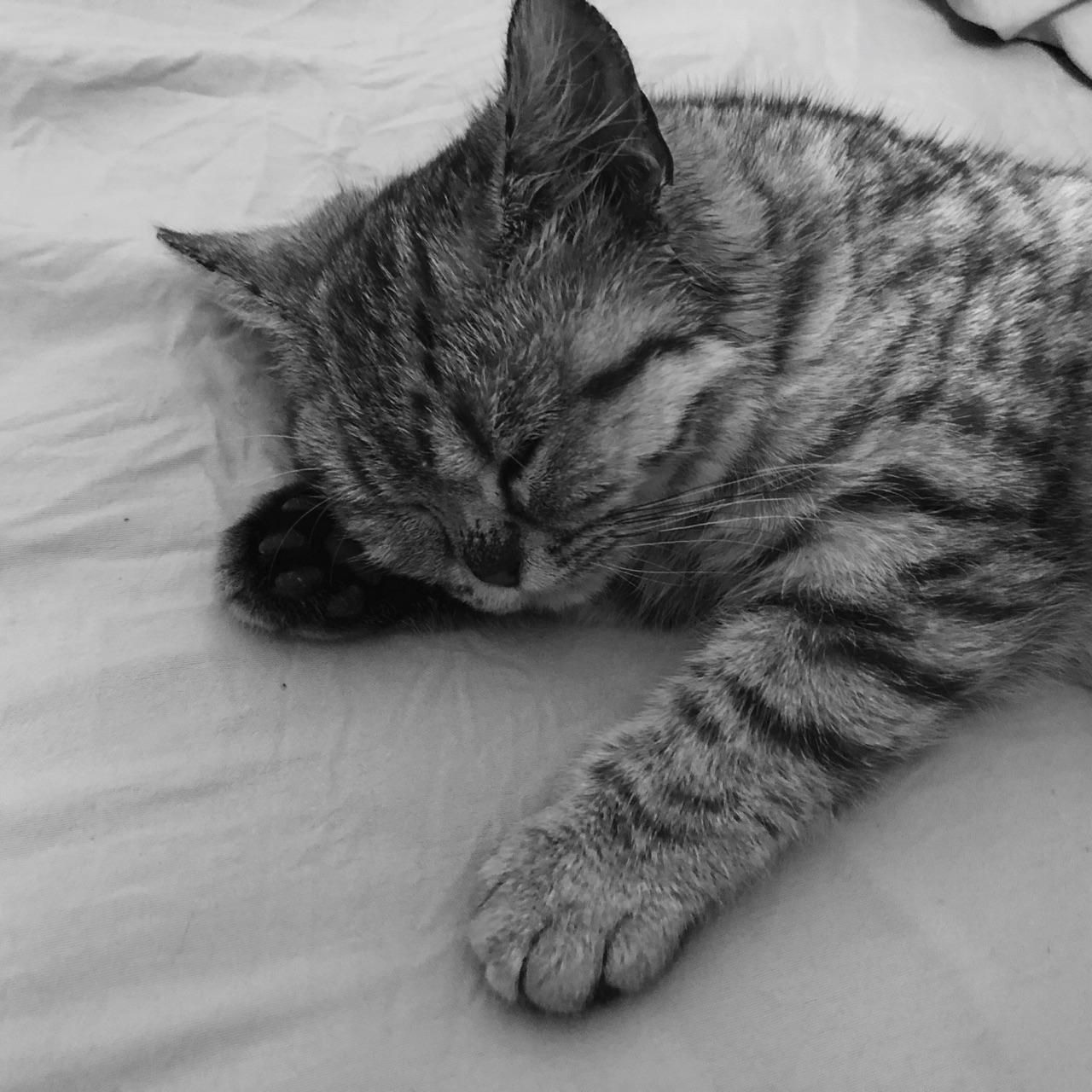 为什么猫都喜欢用手捂着眼睛睡觉?