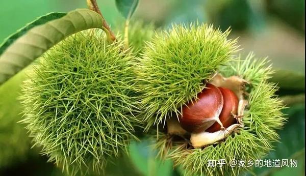 全国哪里的板栗好吃?这些地方的板栗都很有名 - 知乎