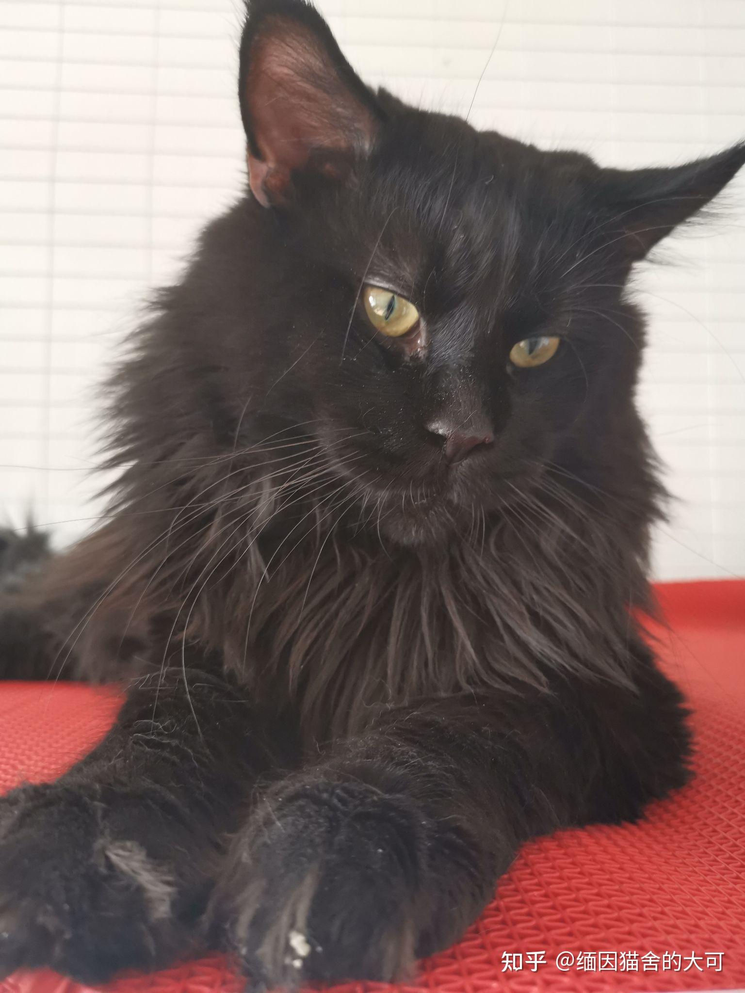 请问这只是缅因猫吗?