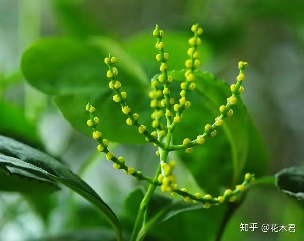 珠兰和米兰的辨识区别以及鉴赏 - 知乎