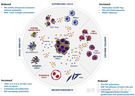 CD38靶点简介：具有免疫抑制作用的特异性蛋白 - 知乎