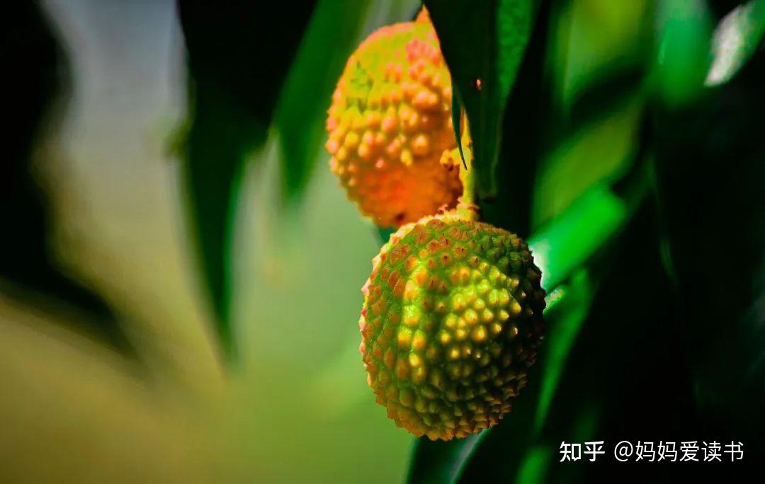 “把荔枝送到长安”,他是怎么做到的? - 知乎