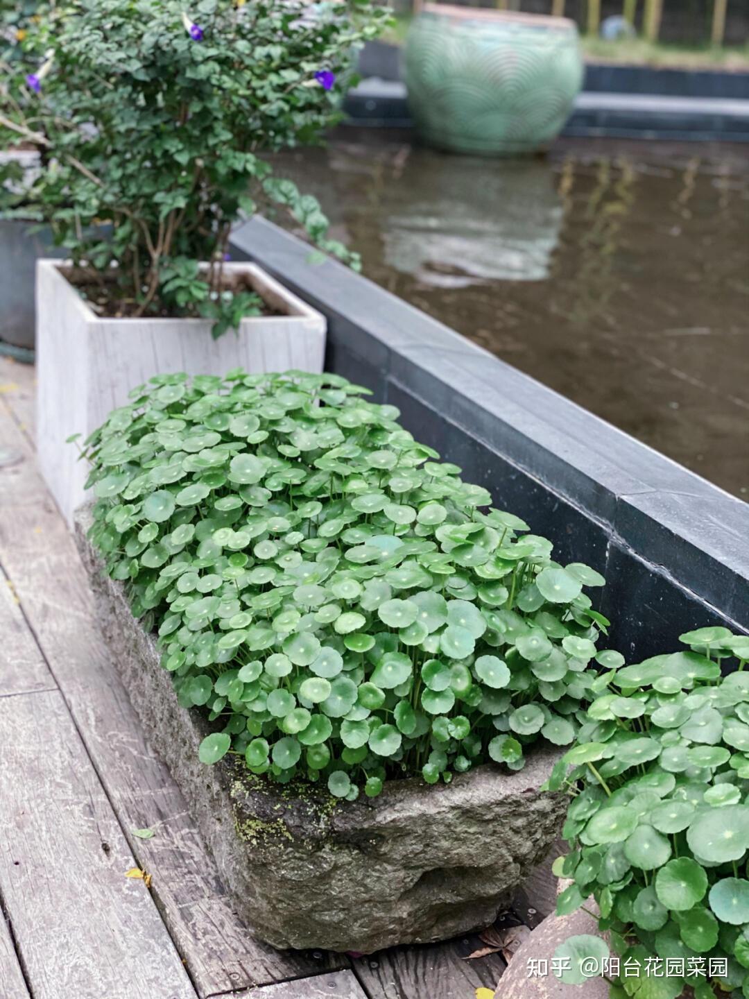 但是铜钱草喜欢炎热季节的盆栽绿植了,越热长得越快,匍匐得越厉害.