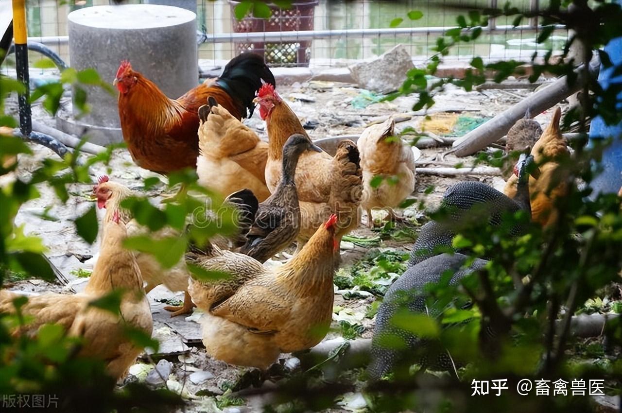 出壳小 鸡不长毛 - 鸡病图片资料区 鸡病专业网论坛