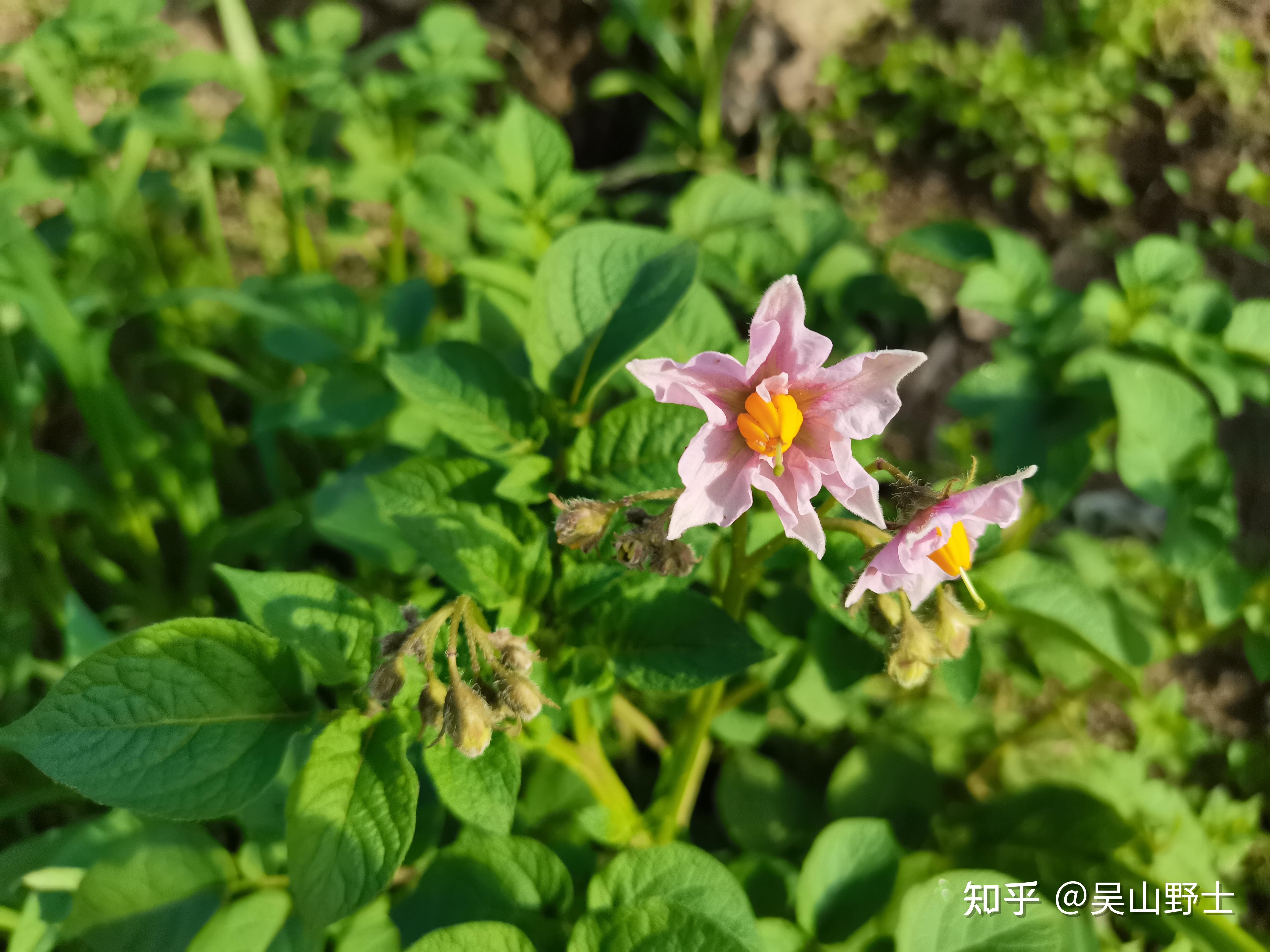 阳芋别称 土豆,地豆,洋芋,荷兰薯,山药蛋,山药豆,地蛋,马铃薯.
