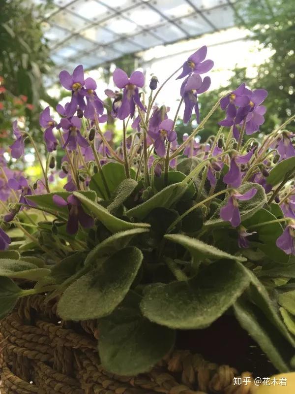 国家濒危珍稀保护植物:秦岭石蝴蝶