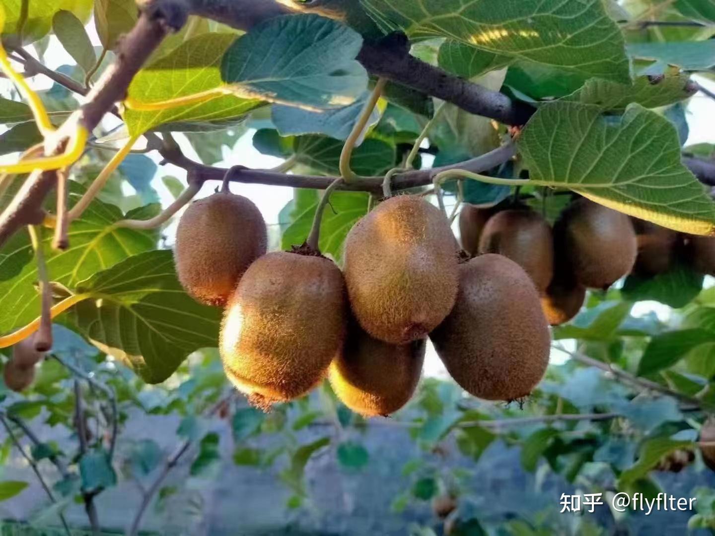 猕猴桃品种简介 - 知乎