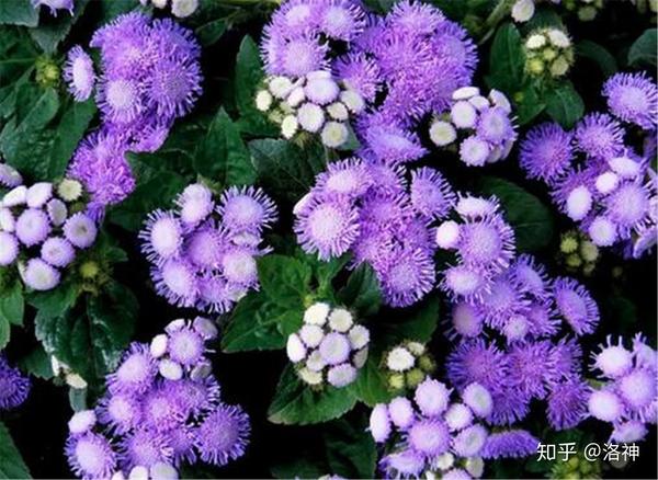 如何识别花卉品种 藿香蓟简介 图鉴 藿香蓟怎么读 爱缪网