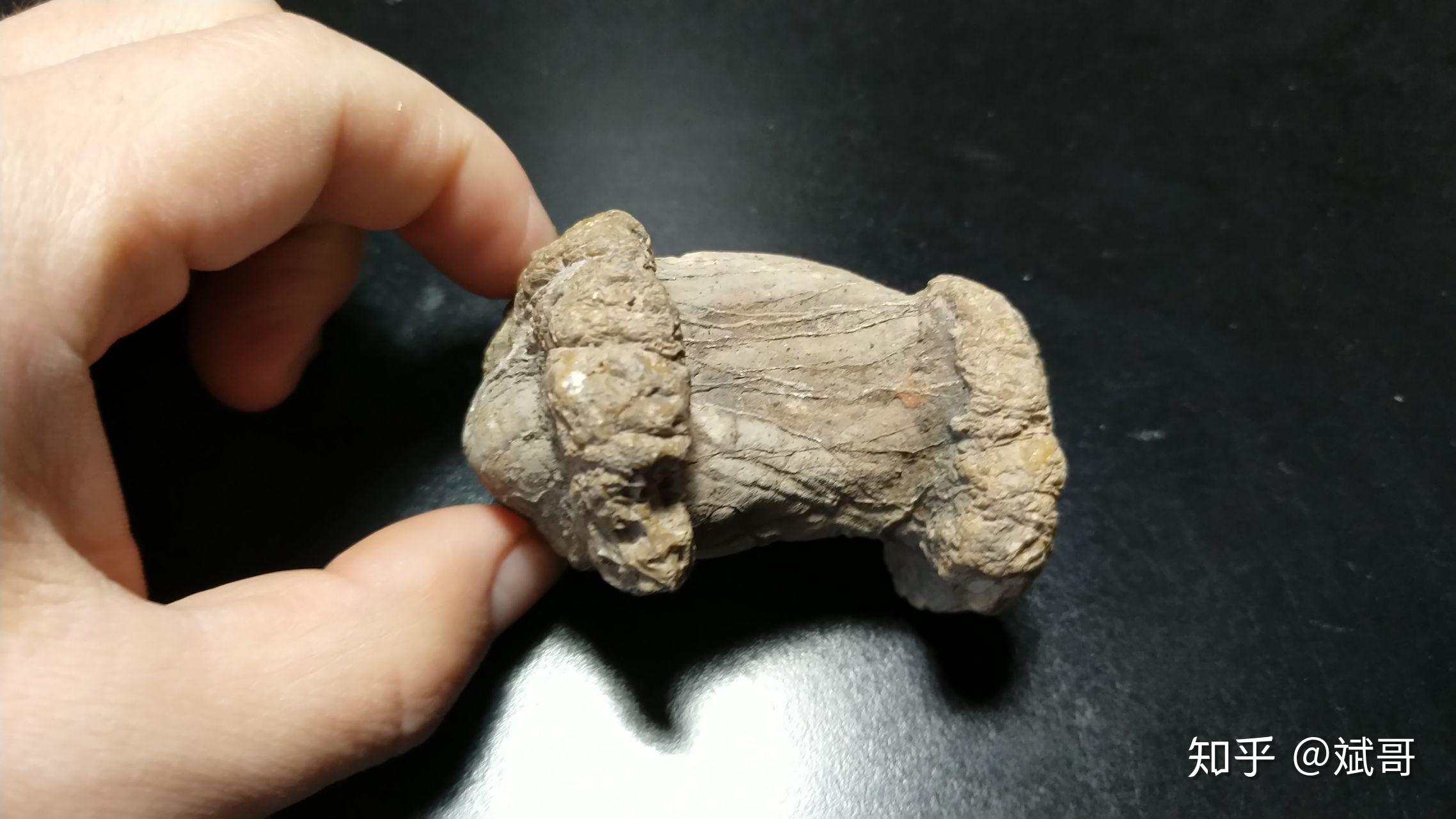 化石鉴定疑似恐龙化石