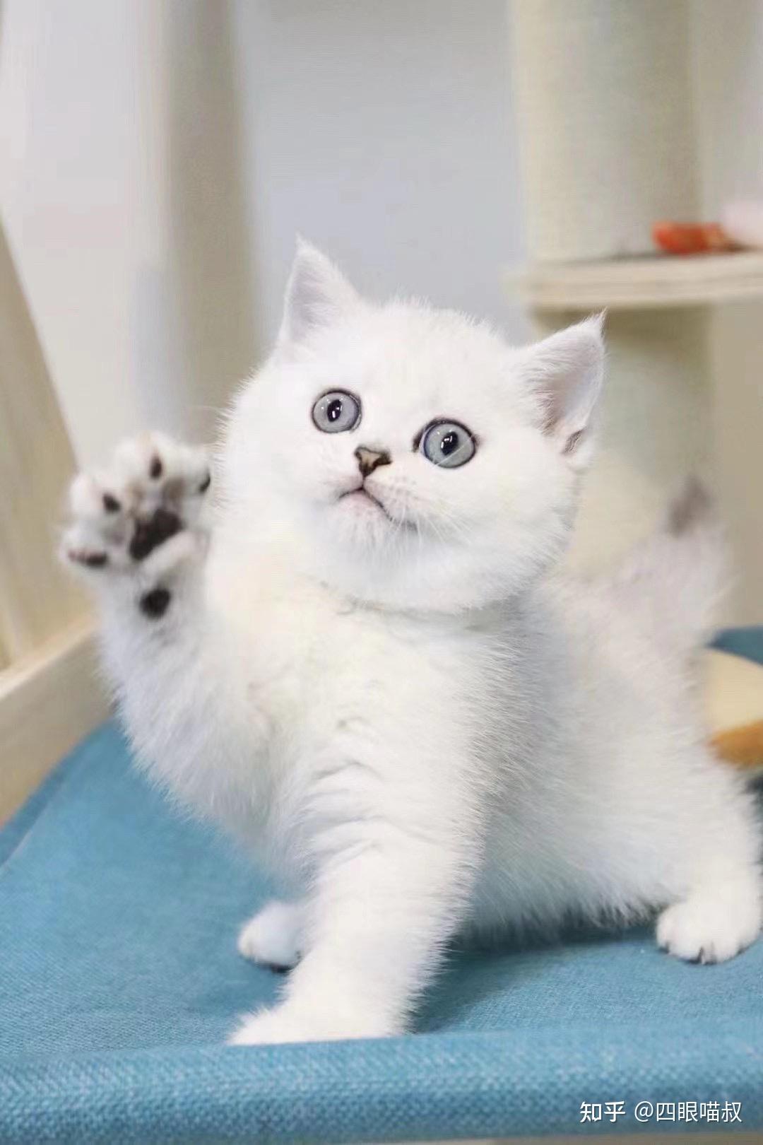 2021年金渐层猫价格