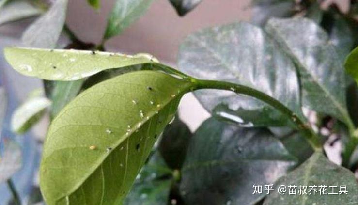 梔子花葉片出現白斑怎麼回事是病還是蟲