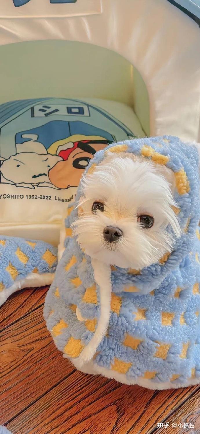 宝藏！几十张可爱小狗照片来袭🐶我不允许有人没看过这些小狗照片🐶 知乎 