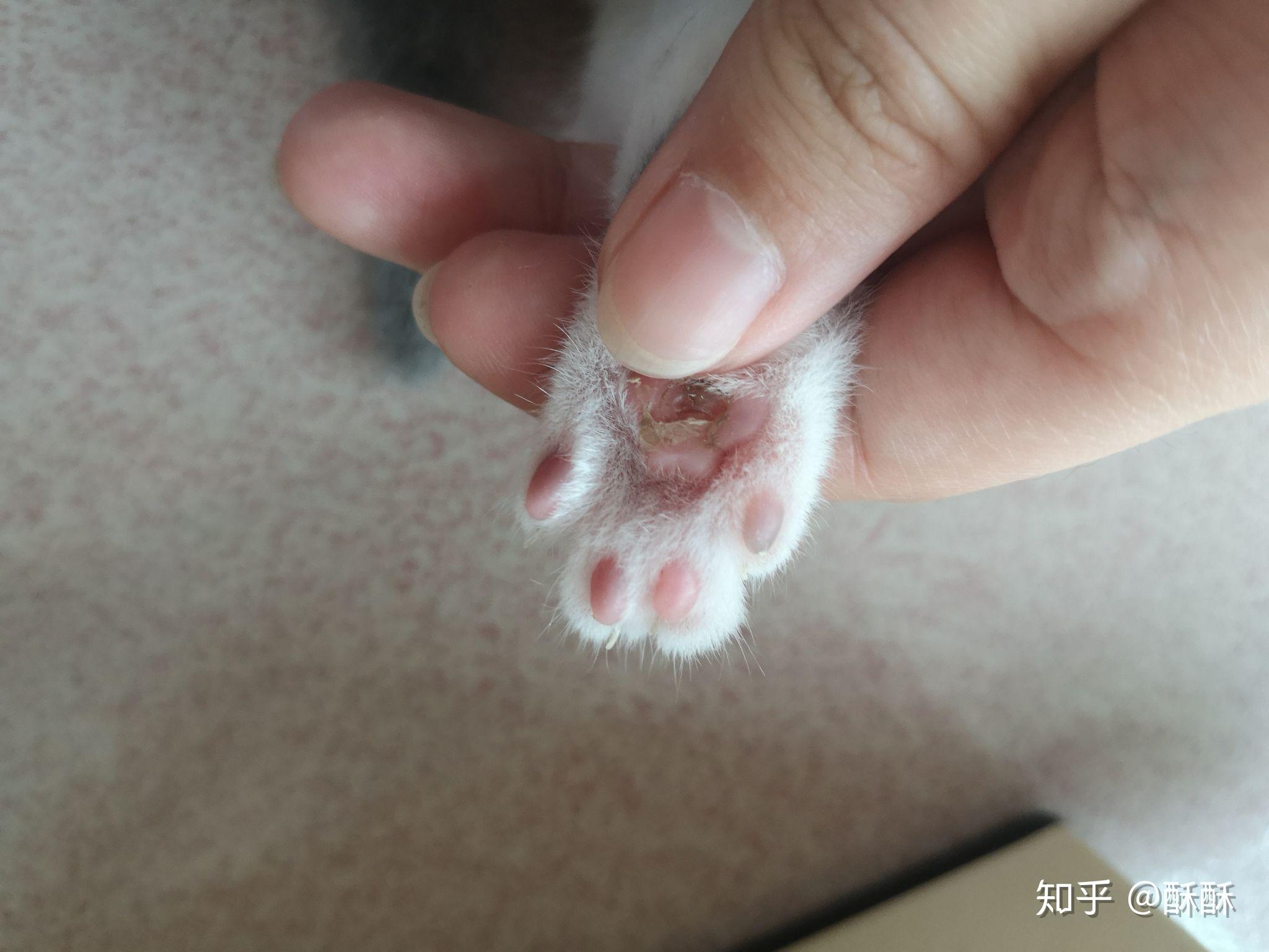 刚出生的猫咪肉垫掉皮