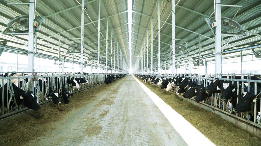 到现在,牧场已经拥有了10560头纯种澳大利亚荷斯坦奶牛,日产量高达200