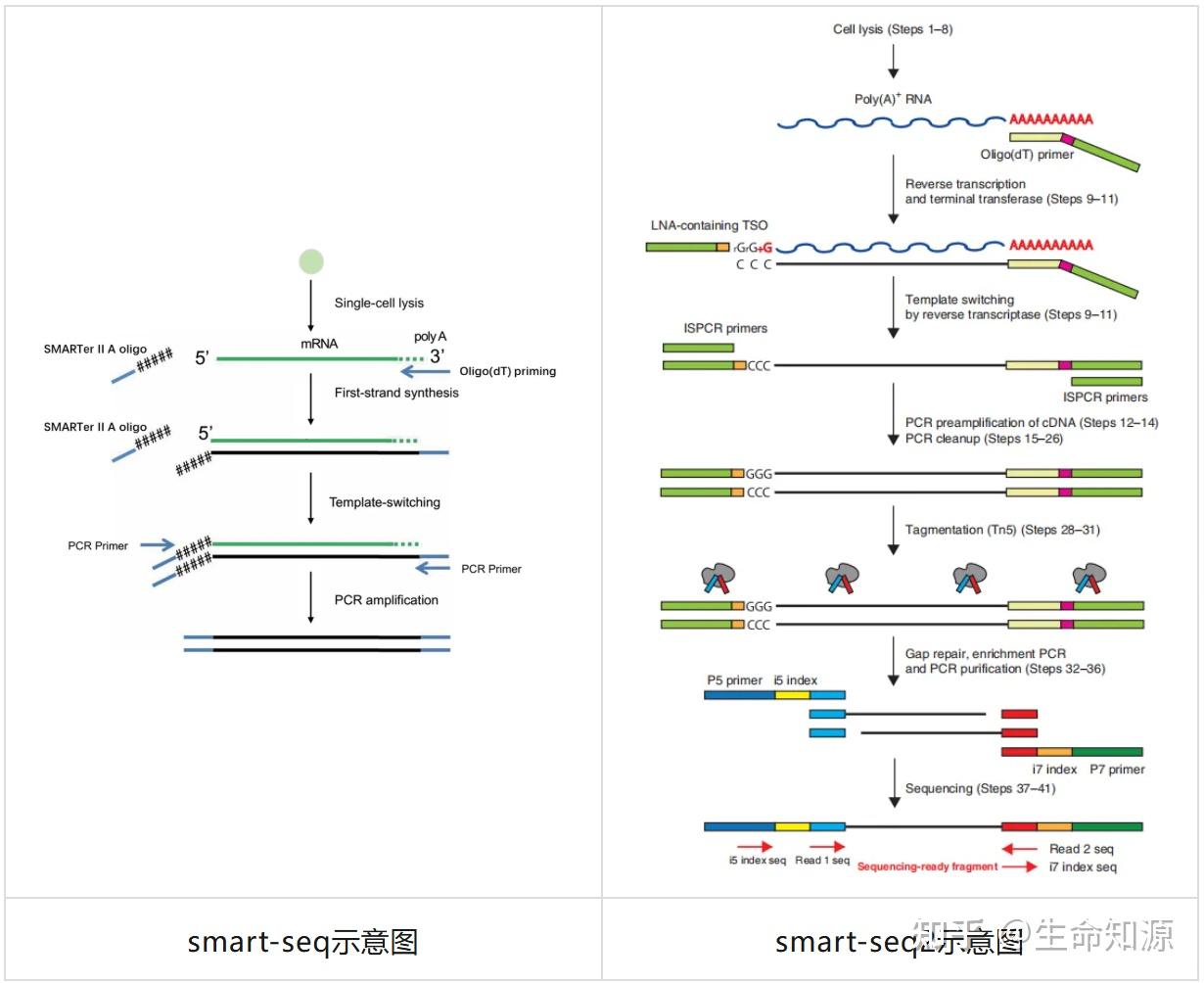 微量转录组那些事：Smart-seq2技术带来的突破（一） - 知乎